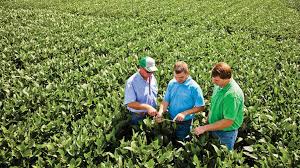Lead Agronomist